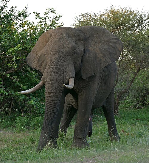 African elephant